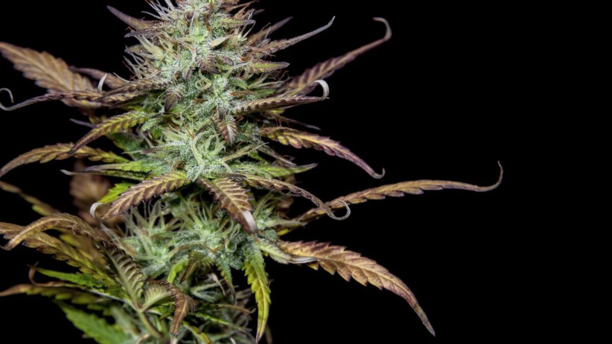 Schimmel Buds erkennen: So schützen Sie Ihre Cannabisblüten vor Schimmelbefall