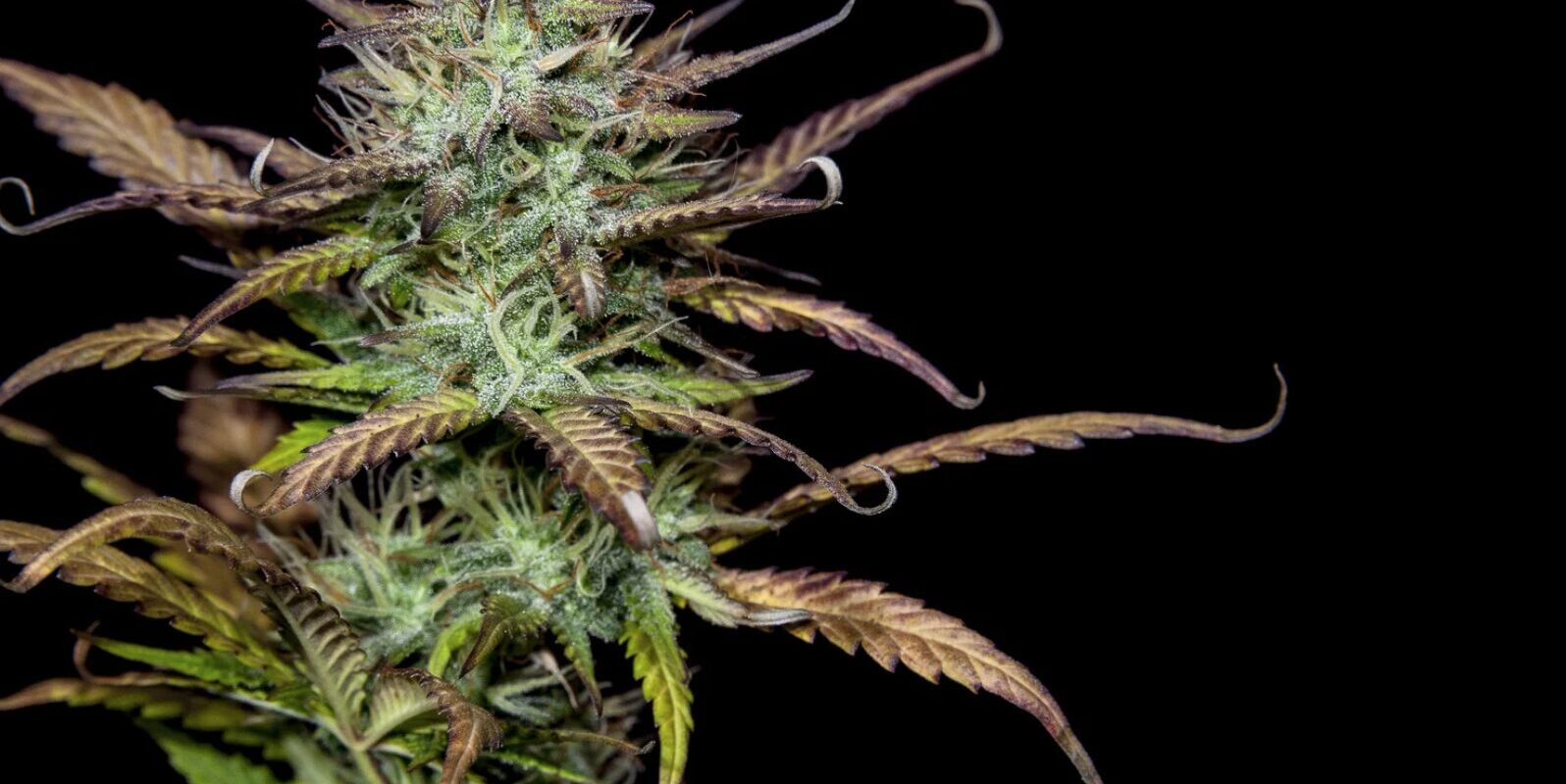 Schimmel Buds erkennen: So schützen Sie Ihre Cannabisblüten vor Schimmelbefall