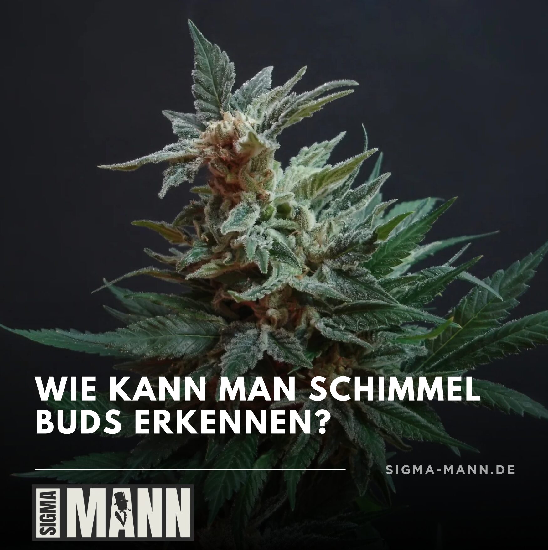 Wie kann man Schimmel Buds erkennen?