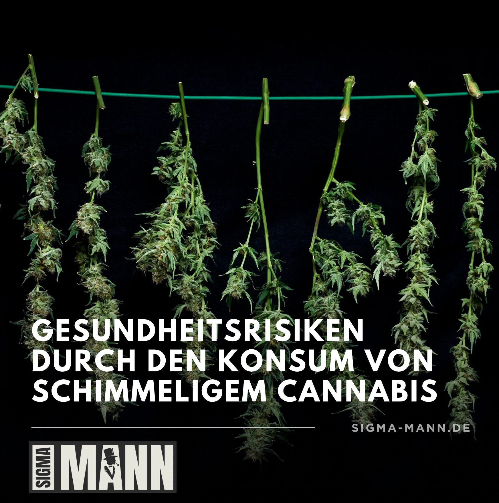 Gesundheitsrisiken durch den Konsum von schimmeligem Cannabis