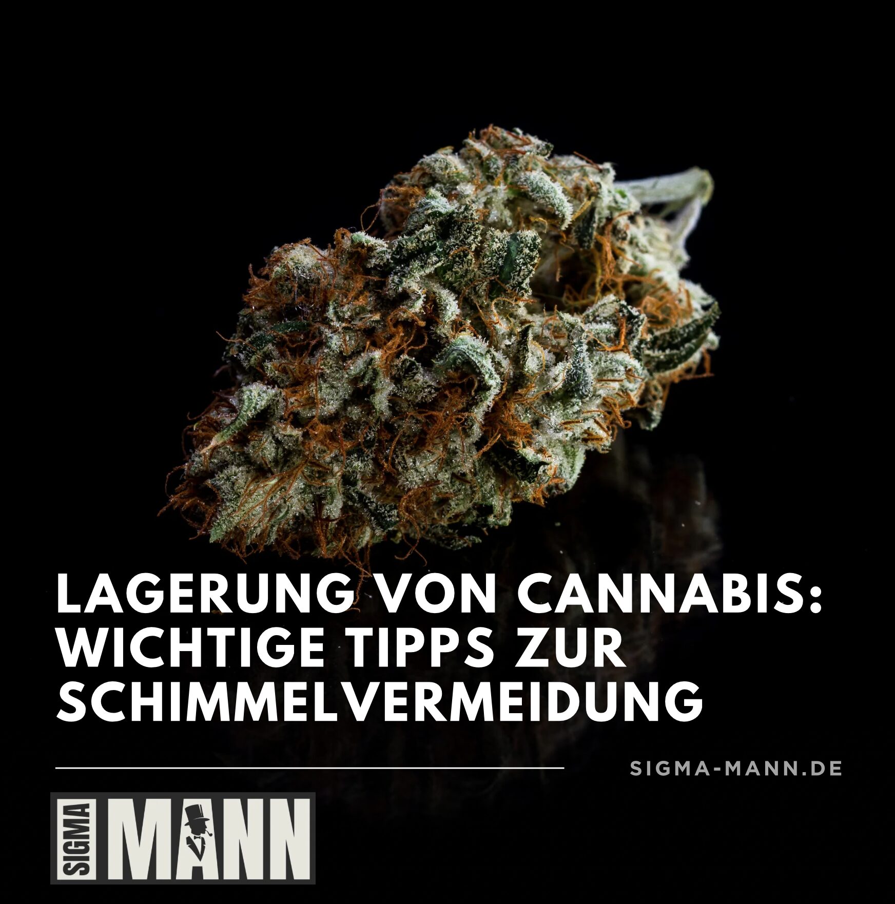 Lagerung von Cannabis: Wichtige Tipps zur Schimmelvermeidung