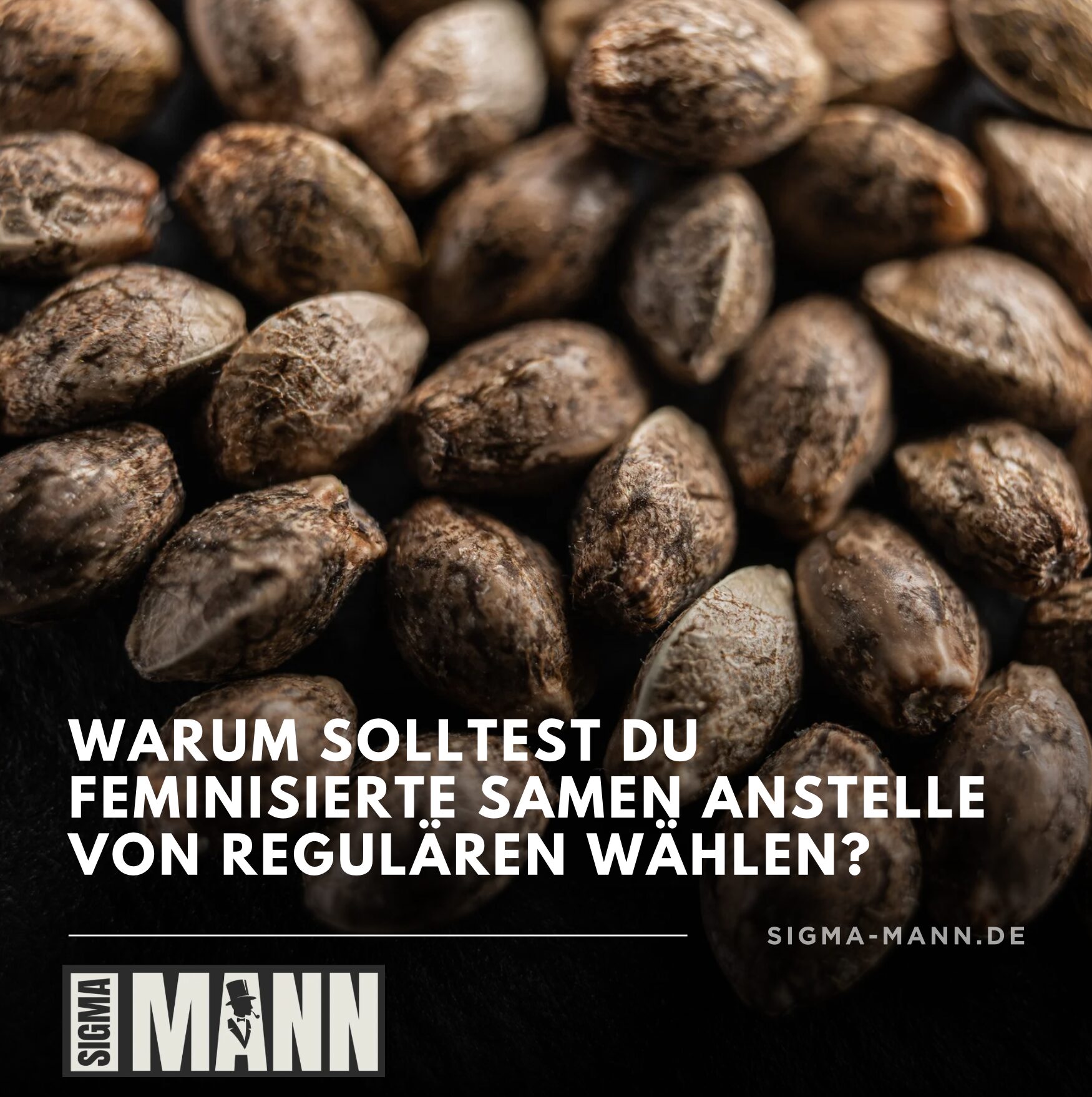 Warum solltest du feminisierte Samen anstelle von regulären wählen?