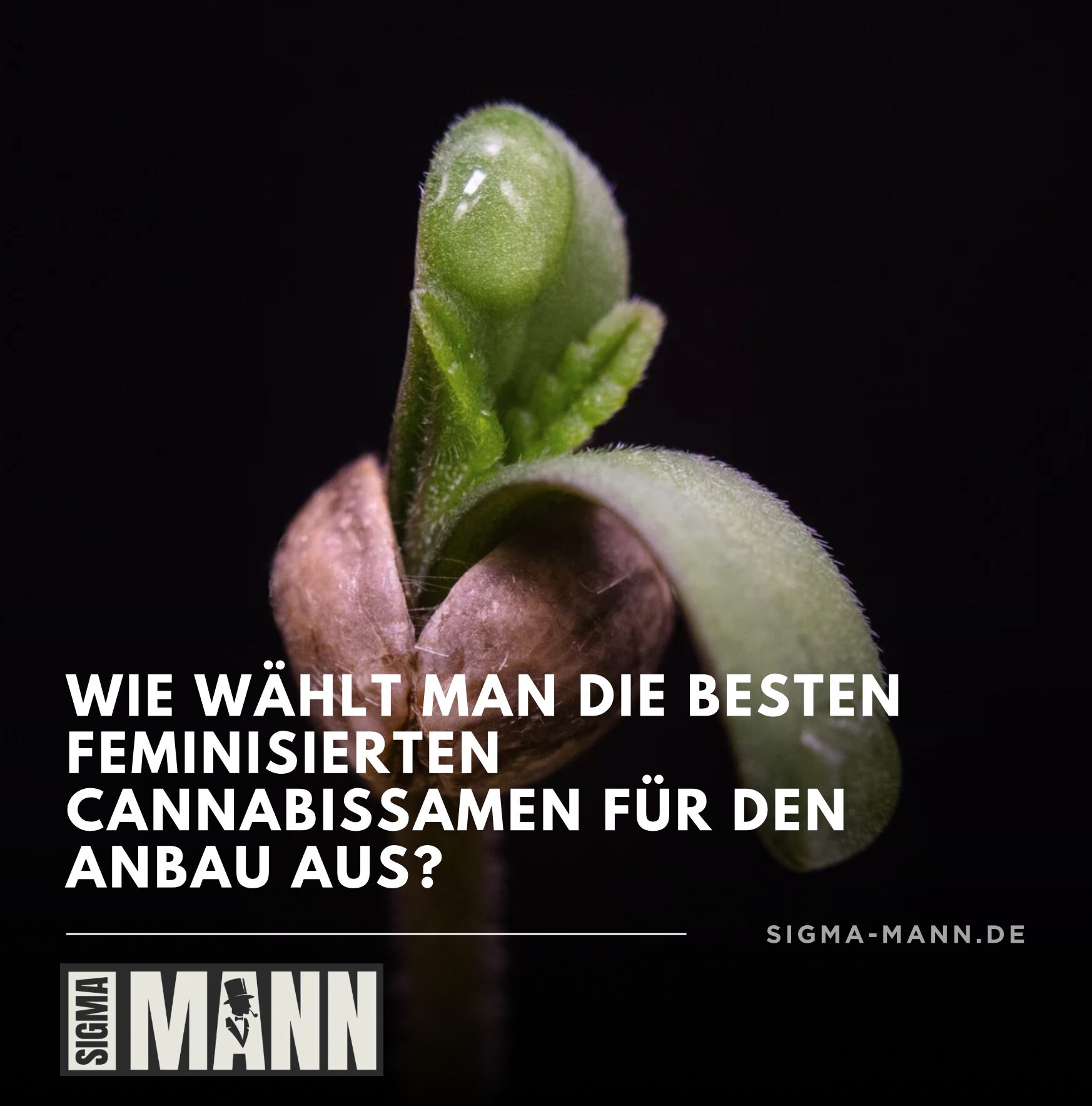 Wie wählt man die besten feminisierten Cannabissamen für den Anbau aus?