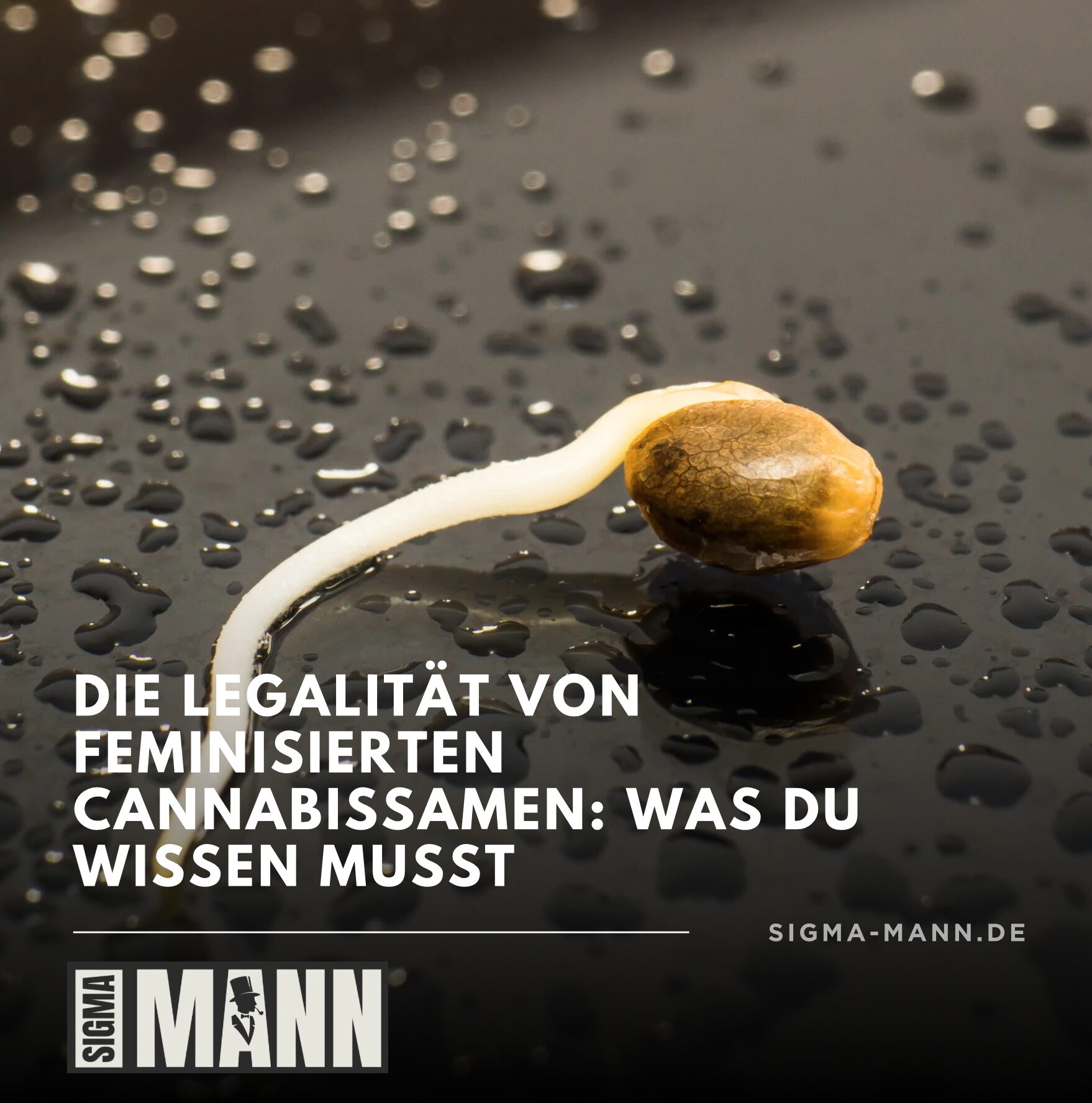 Die Legalität von feminisierten Cannabissamen: Was du wissen musst