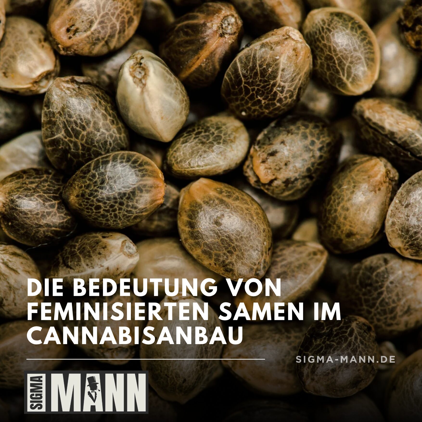 Fazit: Die Bedeutung von feminisierten Samen im Cannabisanbau