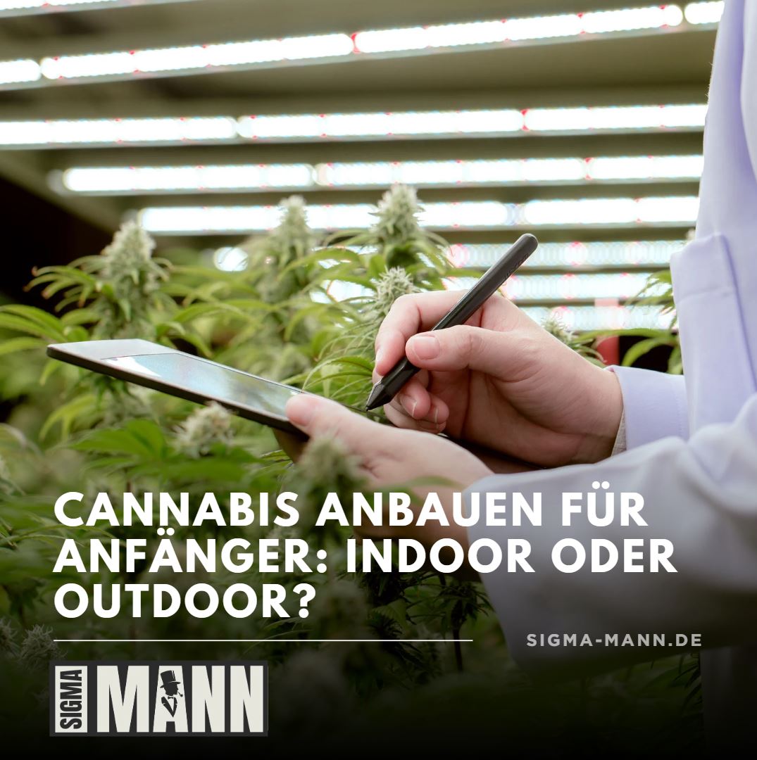 Cannabis Anbauen für Anfänger Indoor oder Outdoor