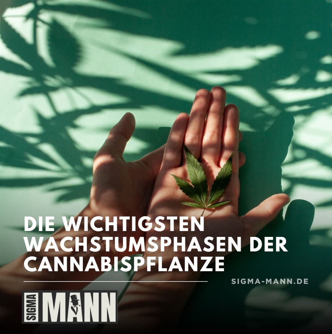 Die wichtigsten Wachstumsphasen der Cannabispflanze