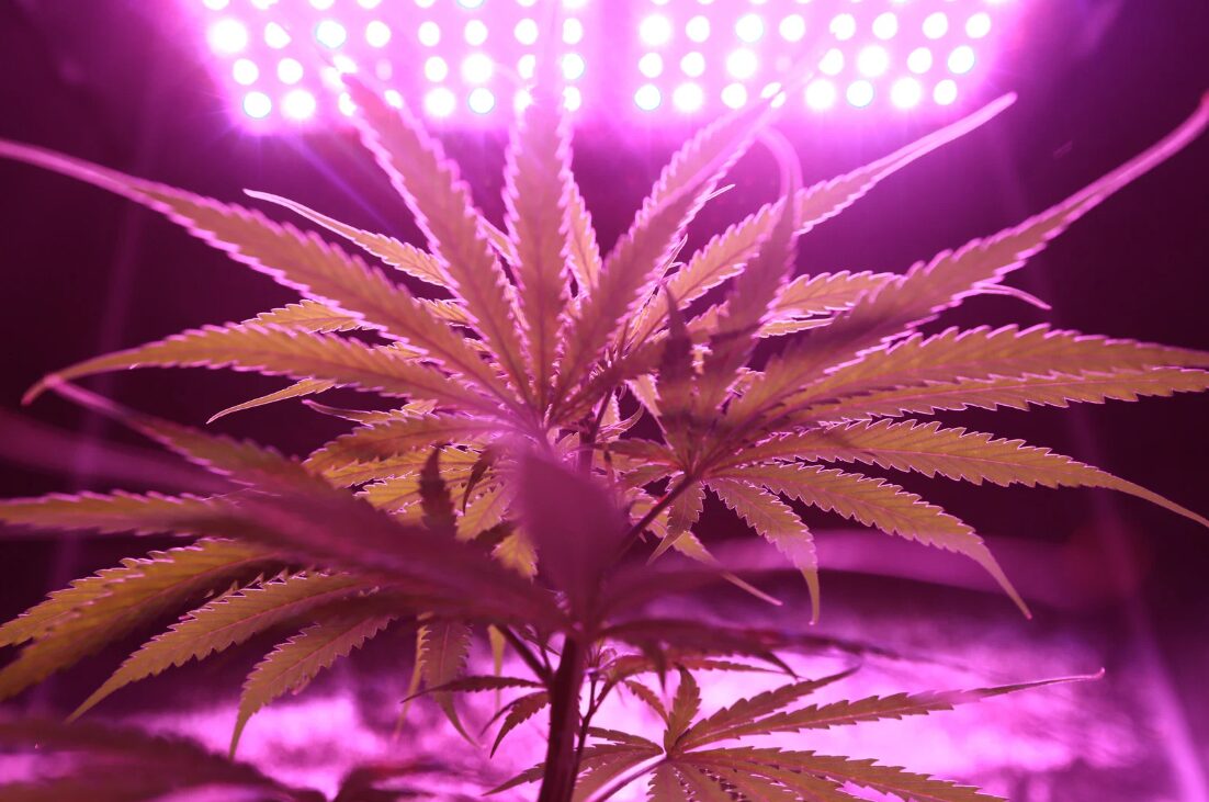 cannabis anbau für anfänger