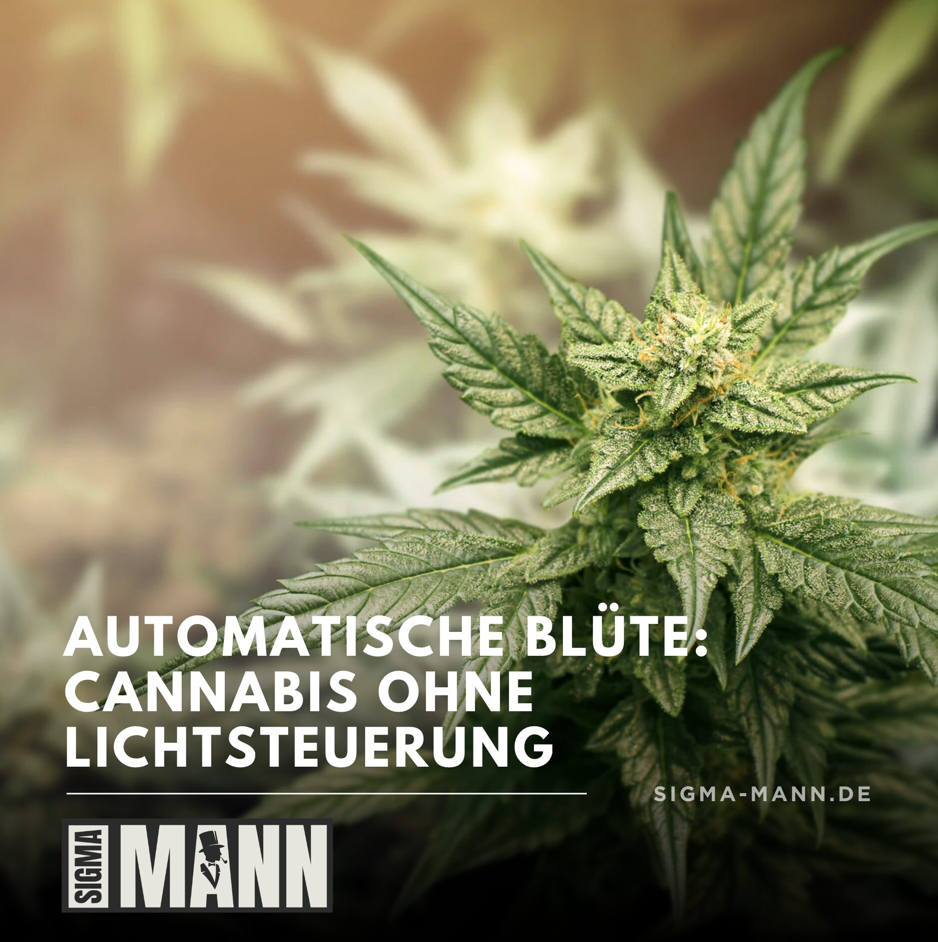 Automatische Blüte: Cannabis ohne Lichtsteuerung