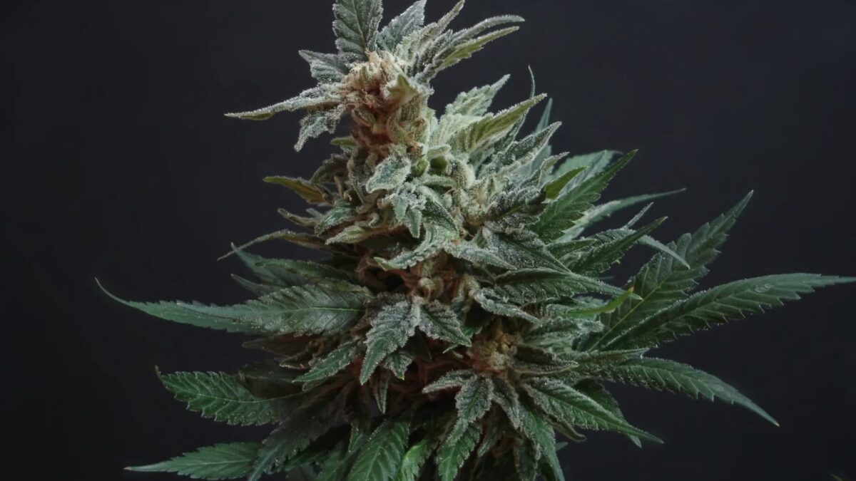 Cannabisanbau leicht gemacht