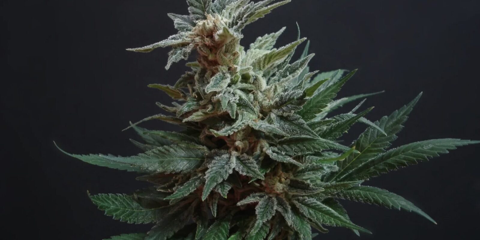 Cannabisanbau leicht gemacht