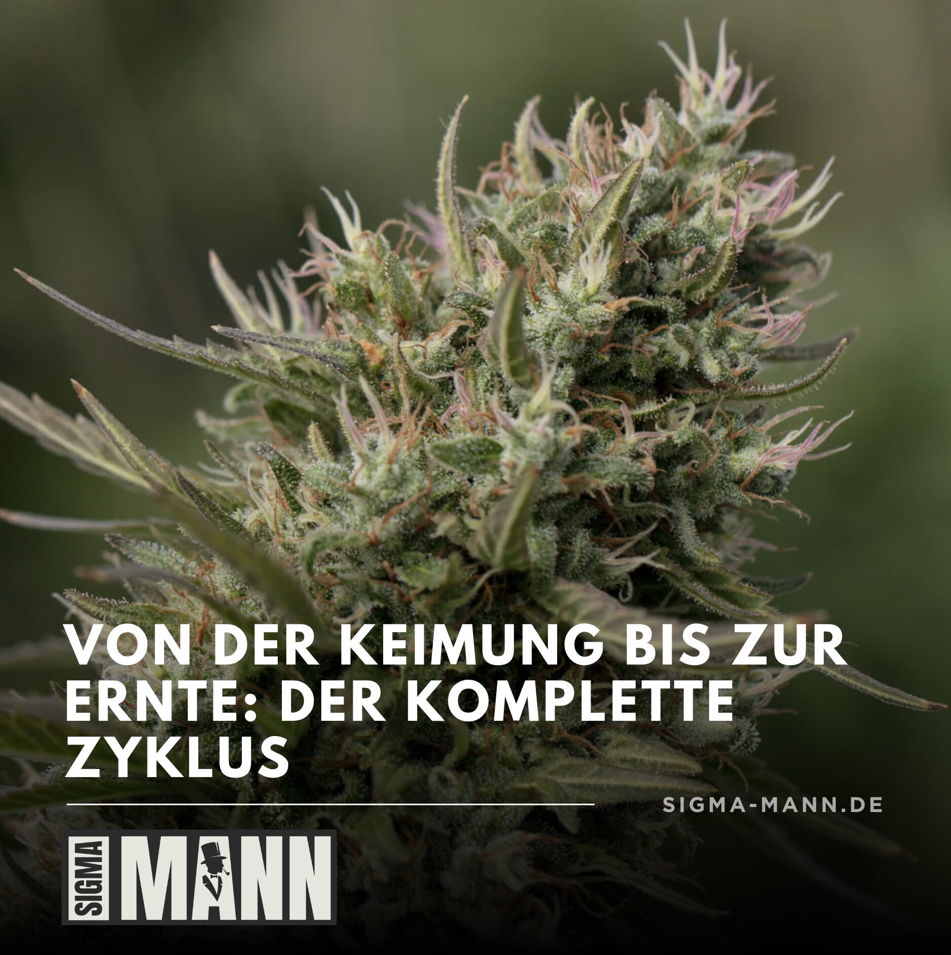 Von der Keimung bis zur Ernte Cannabisanbau leicht gemacht