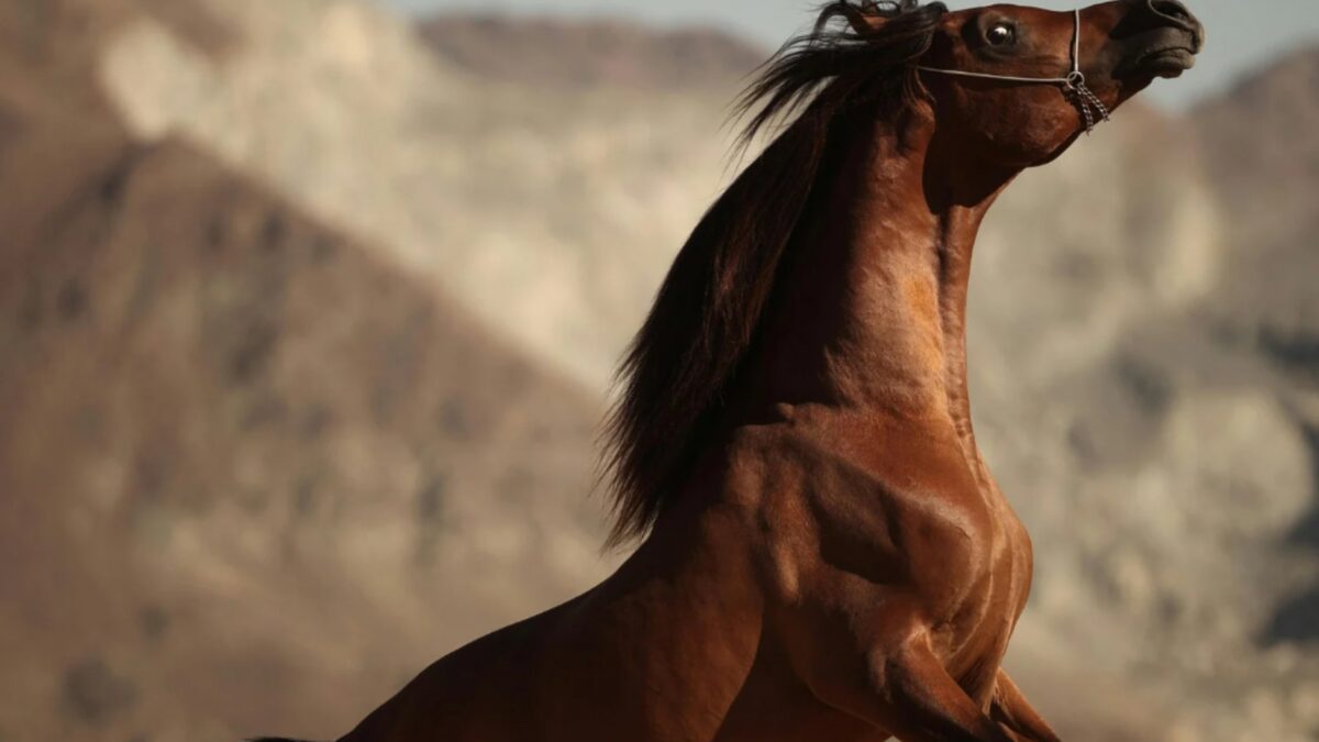 Wie viel PS hat ein Pferd Die überraschende Kraft der Pferde