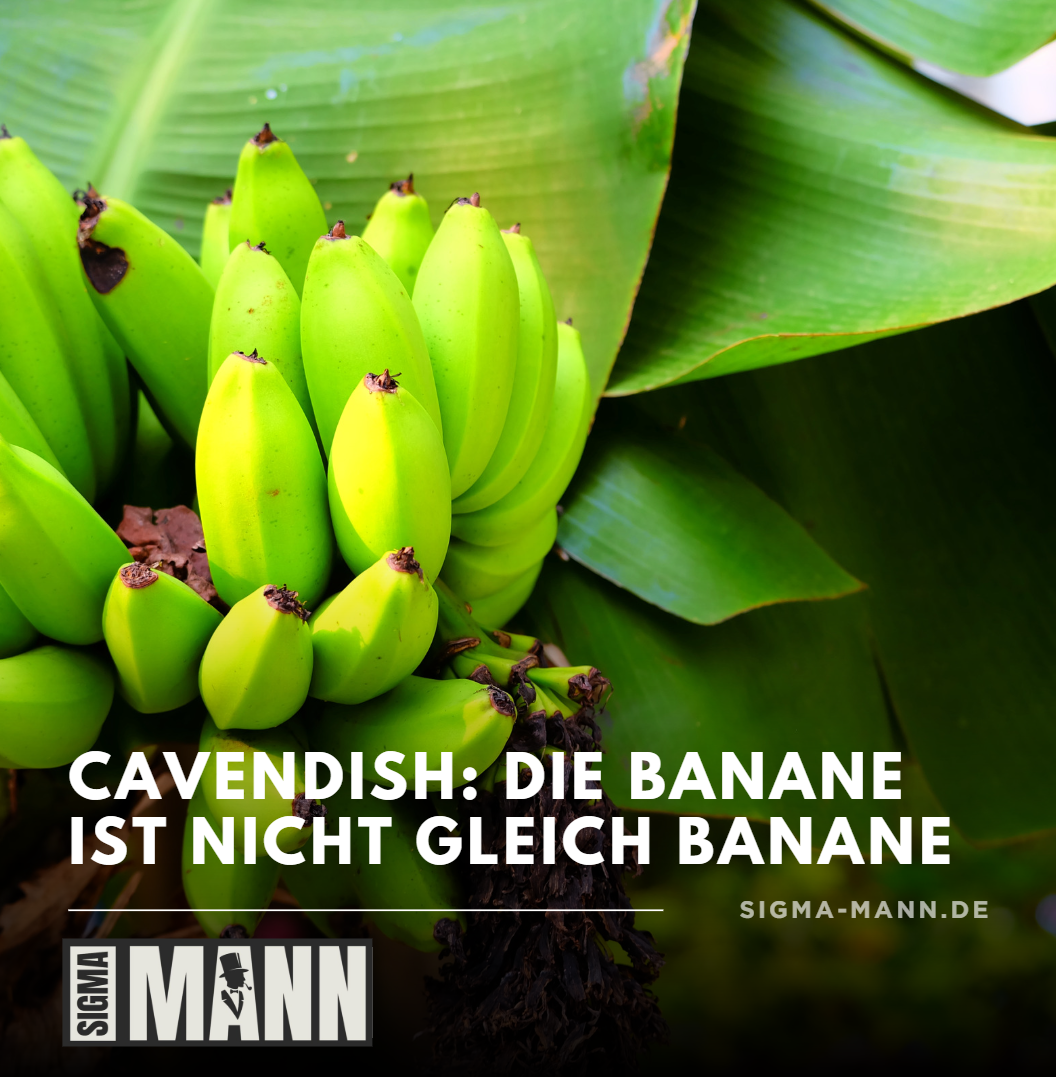 Cavendish Die Banane ist nicht gleich Banane Cavendish Die Banane ist nicht gleich Banane